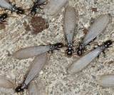Termite Swarmers Outside