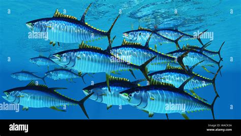 Yellowfin Tuna Fish Swim In Large Groups Looking For Their Prey Such As