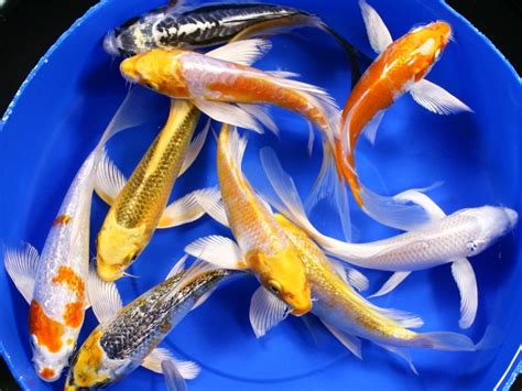 Live Koi Fish 8 Lot Assorted Butterfly Aaa Grade Quality 4 5 Inch