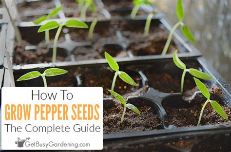 How To Grow Peppers From Seed Complete Guide Avocado Seed Growing