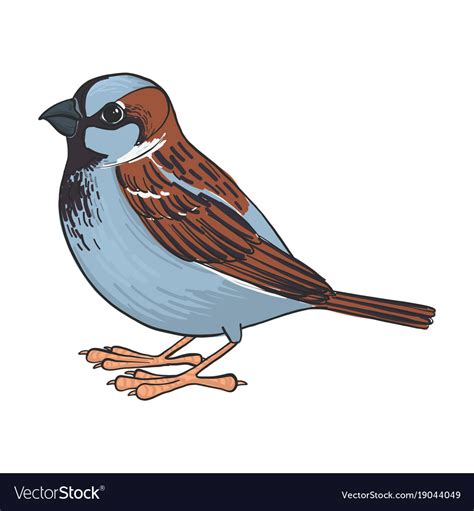 Drawing Sparrow Royalty Free Vector Image Vectorstock