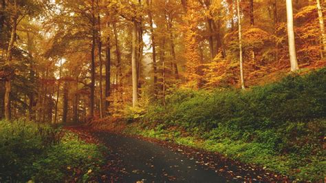 Download Wallpaper 1366x768 Autumn Trees Forest Trail Tablet Laptop
