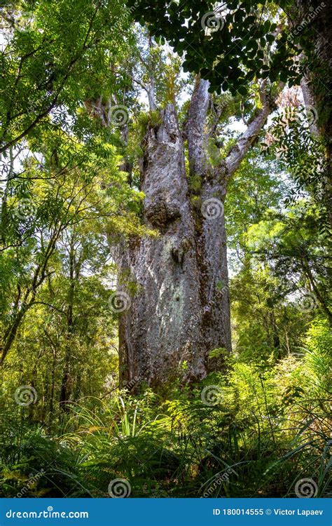 Giant Tree Kauri Waipoua Kauri Forest Nature Parks Of New Zealand