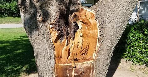 Tree Damage From Tornado Album On Imgur