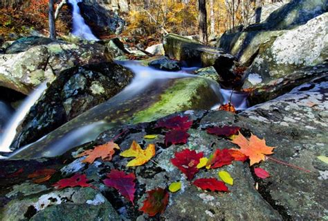 Autumn Leaves Near Waterfall Foliage Free Nature Pictures By