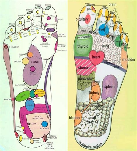 How And Where To Apply Essential Oils Reflexology Massage Foot Reflexology Reflexology