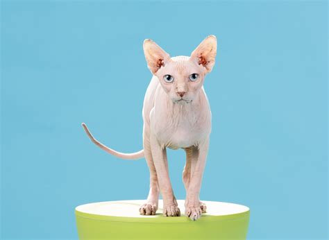 Videos — Cat Portraits In Los Angeles