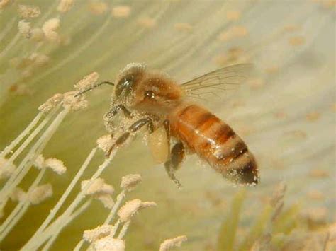 sex determination in honey bees by dr roger hoopingarner