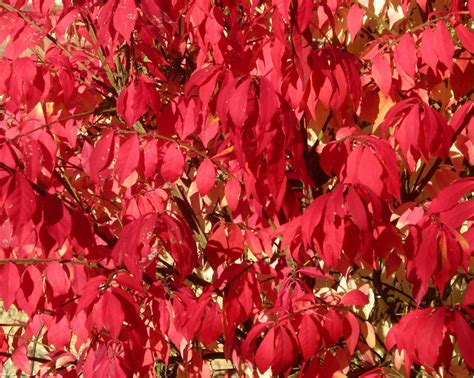 Top Shrubs For Fall Color Landscape Edging Blog