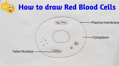 Red Blood Cell Drawing Hot Sex Picture