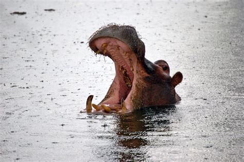 Care For Us Hippopotamus Wild Welfare