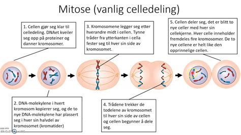 Meiose Og Mitose Celledeling Youtube