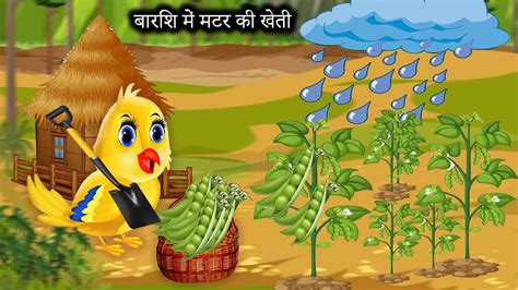 बारिश में मटर की खेती Katun Cartoon Chidiya Wala Cartoon Barish