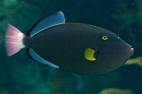 Pinktail Triggerfish Flickr Photo Sharing