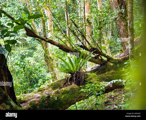 Rainforest Jungle Taita Hills Kazigau Mountain Kenia Kenya East Africa