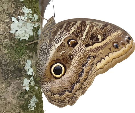 Tier Schmetterling Insekt Kostenlose Vektorgrafik Auf Pixabay Pixabay