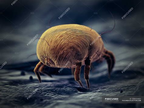 Dust Mite Parasite Microscopic Digital Illustration — Medical Fauna