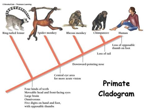 Morphosource 3d Scans Lemurs And Releases Stl Files 3d Printing Industry