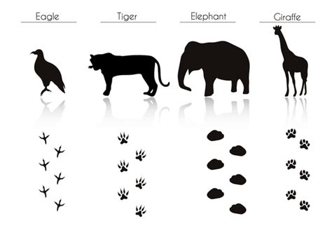 Animals With Footprint Silhouette Vector Material 11 Free Download