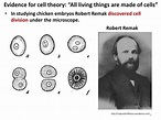 PPT - Cell Theory PowerPoint Presentation, free download - ID:2868452