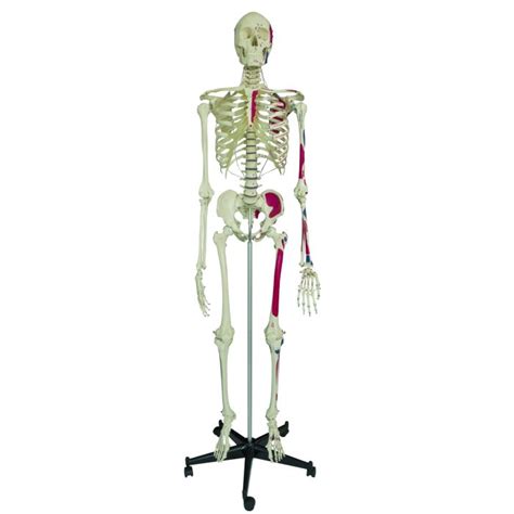 Model Skeleton Human Full Size With Muscle Painting Sports Supports