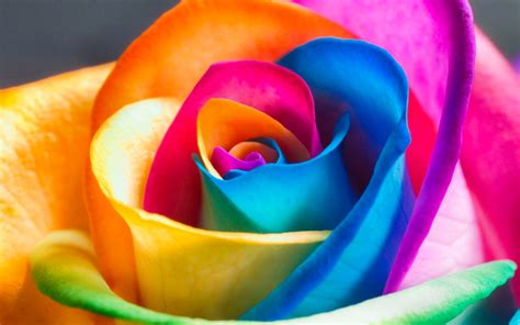 Download Petal Colorful Flower Nature Rose HD Wallpaper