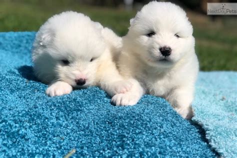 Search local pets adoption and sale listings in your area. Purple Girl: Samoyed puppy for sale near Monterey Bay ...