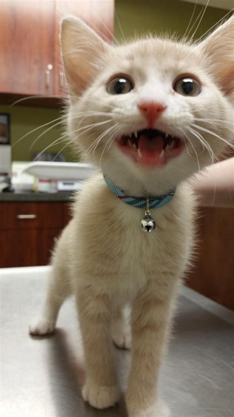 Cat Teeth Are Adorable And They Deserve Our Attention Right Now