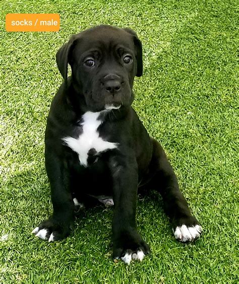 Cane Corso Puppies For Sale Puppies For