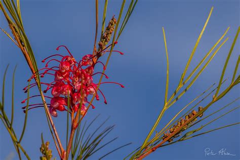 Grevillea Around The Neighbourhood Peter Albion Flickr