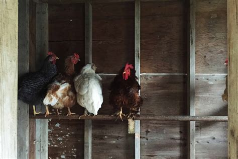 Adding New Chickens To Your Flock Strategies To Keep Everyone Safe