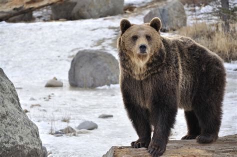 Female Grizzly Bear Ink Ursa Pinterest