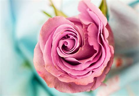 Close Up Pink Rose Wallpapers Wallpaper Cave