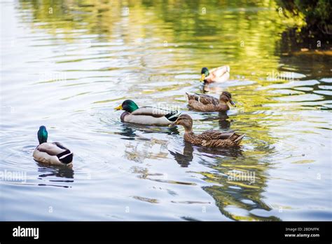 A Flock Of Ducks Swimming In A Pond In The Park Summer Photo Stock