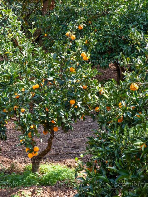 Image Orange Citrus Sinensis 424054 Images Of Plants And Gardens