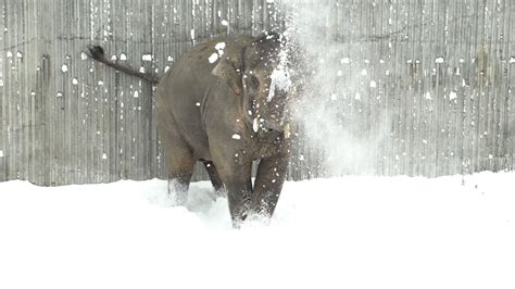 Zoo Closes For Snow Then Camera Catches Baby Elephant