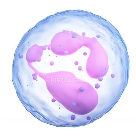 Human White Blood Cell — Neutrophils Cellular Structure Stock Photo