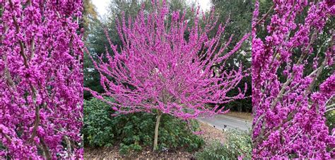 Meet This Tree Cercis Canadensis ‘forest Pansy Eastern Redbud