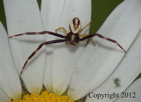 Goldenrod Crab Spiders The Michigan Nature Guys Blog