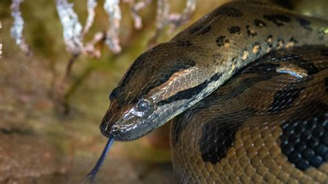 Green Anaconda The Houston Zoo