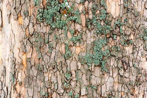 Elm Tree Bark With Green Moss Stock Photo Image Of Brown Platanus
