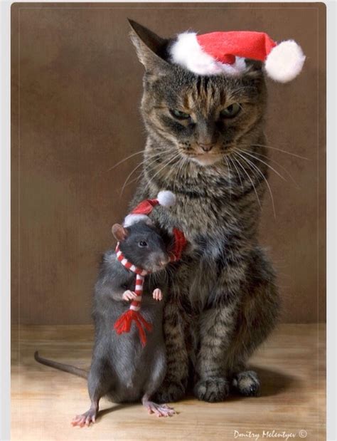 Cute Animals Dressed Up For Christmas 🎅 Too Cute 🐶🐭🐹🐱 Trusper