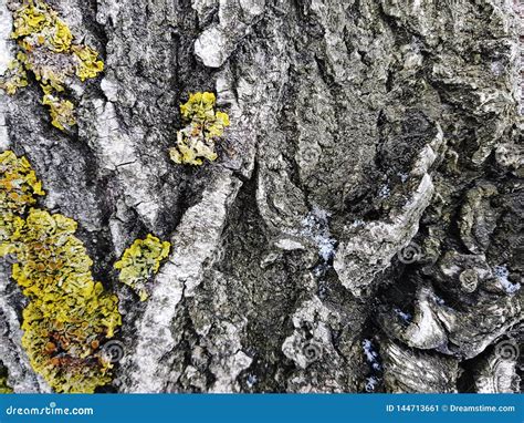 Beautiful Texture Of Tree Bark With Moss And Mold Stock Image Image