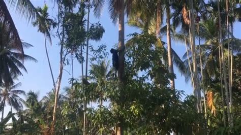 Coconut Tree Climber YouTube