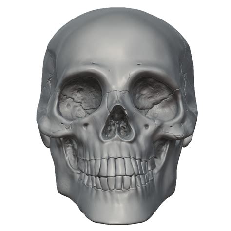Free Skeleton Head Png Transparent Images Download Free Skeleton Head
