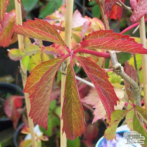 Buy Parthenocissus Quinquefolia Virginia Creeper In The Uk