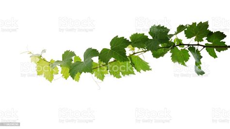 Grape Leaves Vine Plant Branch With Tendrils Isolated On White