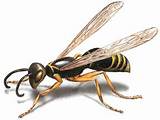 Images of Videos Wasp