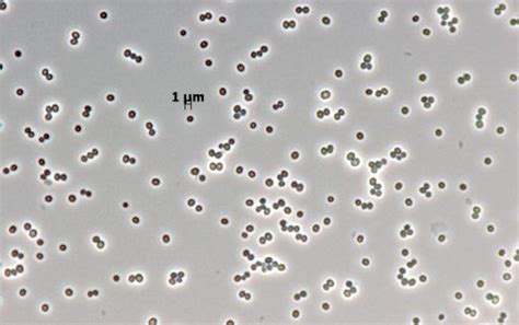 Staphylococcus Warneri E19 Dsm 30874 Bacdiveid14595