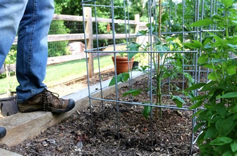 Ultimate Tomato Cage How To Diy Joe Gardener®